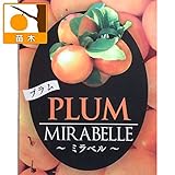 ミラベル5号ポット[ヨーロッパスモモ・プルーン、プラムの仲間][苗木] ノーブランド品