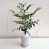 梛（ナギ）の木4号陶器鉢植え[縁結び・夫婦円満・魔よけの木　人気のスピリチュアルプランツ] ノーブランド品