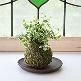 【選べる仕立て】苔玉プミラ／ココボールプミラ 常滑焼受け皿付 (Ａ：苔玉仕立て, １：ブラウン)