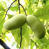 ポポー 苗木 ポポー 10.5cmポット苗 ポポー 苗