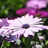 100seeds Potted Flowers Gerbera chrysanthemum seeds Balcony Bonsai Plant For Garden & Home Four Seas
