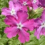 [ 日本桜草 ] 京鹿の子