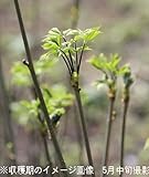 山菜苗:コシアブラ (漉油) 9cmポット仮植え苗【紫桜館山の花屋】