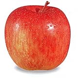 果樹苗 林檎 富士 ( ふじ ) 1年生苗