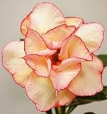 40 Fresh seedsアデニウム アラビカム オベスム 砂漠のバラ種子(40粒)塊根植物種子Adenium obesum Desert Roses seeds no174-DOUBLE-YELL
