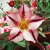赤と白の砂漠は、種子鉢植えの花の種子観賞植物バルコニーアデニウムObesum種子ローズ1PCS