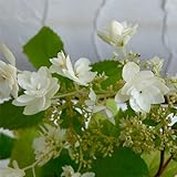 アジサイ：ヘイズ　スターバースト4号ポット[アナベルの八重咲き品種] ノーブランド品