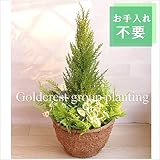 ゴールドクレスト フェイクグリーン 観賞植物 造花 wgy-1