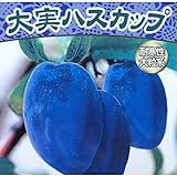 大実ハスカップ（ハニーベリー）4.5号ポット[生育が強健で実なりもよい大実品種][苗木] ノーブランド品