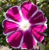 輸入1bag = 50個ホワイトエッジ多年生の花の種子盆栽鉢植えと「風ファイアーホイール「ローズレッドモーニンググローリー