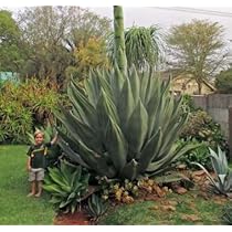 Agave salmiana•salmiana アガベ サルミアナ•サルミアナ 種子] アガベ サルミアナ Agave salmiana ssp. salmiana | ドライ