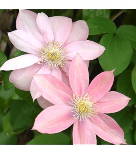 Amazon.co.jp: クレマチス H F ヤング 12cm苗 青紫 【ラヌギノーサ系