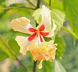 ハイビスカス　苗木　レモンフラミンゴ　Hibiscus ’Lemon Flamingo’　3号ポット