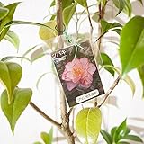 椿 大苗 プリンセス雅子椿 5～10年生苗 ツバキ 大苗 つばき