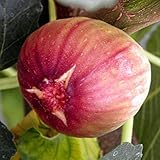 イチジク 苗 【ドーフィン】 1年生 挿し木 ポット苗