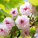 桜 苗木 兼六園菊桜 12cmポット苗 けんろくえんきくざくら さくら 苗 サクラ