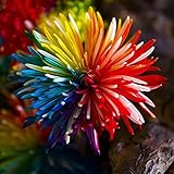 Egrow 20PCSレインボー菊の花の種レア色ホームガーデン盆栽染色工場