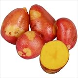 国華園　じゃがいも種芋　インカのひとみP　10kg【※発送が国華園からの場合のみ正規品です】