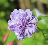 苗:ムクゲ（紫玉）