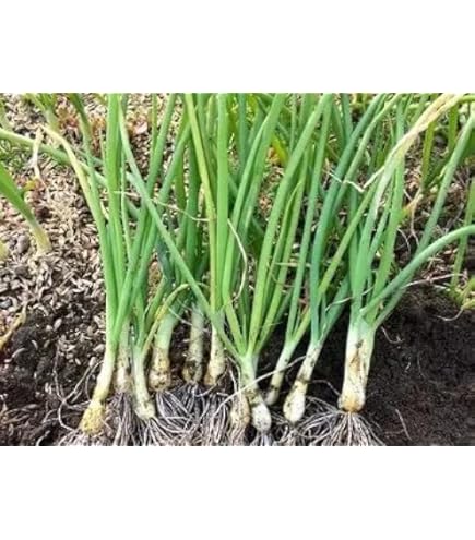 玉ねぎ苗【超極早生品種⭕️浜笑1100本⭕️【野菜苗】【玉葱苗】