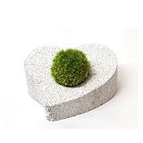 【eco-pochi】 苔ポチ×ハート　白　コケポチ こけぽち 観葉植物　苔玉　竹炭やシラスを使った観葉植物用ポッド