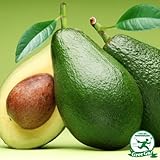 アボカド 苗 【ベーコン】 2年生 接ぎ木 ポット苗