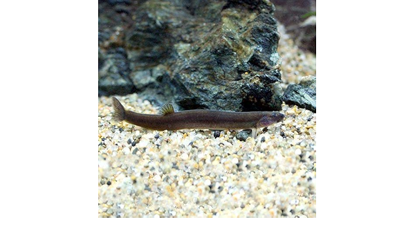 Amazon 熱帯魚 ブラッククーリー ローチ ６匹 北海道 九州航空便要保温 Charm チャーム 観賞魚 水中生物 通販