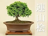 いよじ園 【】 連山桧/ヒノキ 小品盆栽