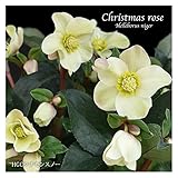 冬咲きクリスマスローズ　HGCシナモンスノー　15cmポット1苗（2年生苗）