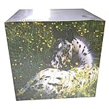 パッドブロックフルAppaloosa Foal