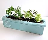 【寄せ植え】カラフル素焼鉢ミニプランター ＆７種寄せ植え 【多肉植物・インテリア】 (そら色)