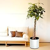 大型パキラ 10号(鉢カバーＳＴ付)5本編みスタンダード品【観葉植物】【インテリア】