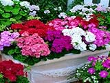 100pcs Geranium seeds potted balcony planting seasons Pelargonium potted sprouting 95% mixed color f