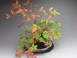 紅葉のきれいな南天の苔玉