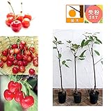 サクランボ3種受粉樹セット：さとうにしき（佐藤錦）・たかさご（高砂）・ナポレオン接木苗[苗木] ノーブランド品