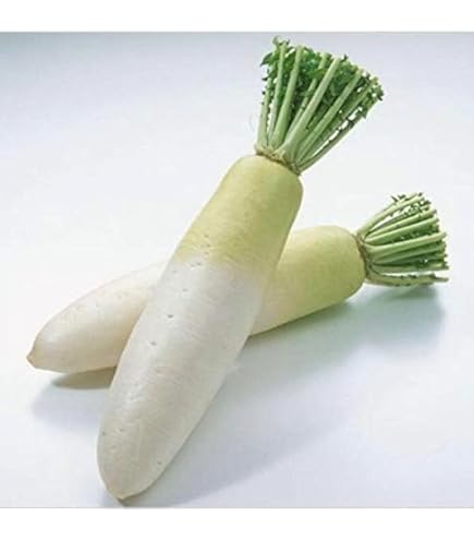 Amazon.co.jp: 国産 だいこん ダイコン 大根 1箱10kg : 食品・飲料・お酒