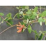 緑のカーテン ツキヌキニンドウ 突抜忍冬(大株) オレンジ色花 落葉 つる植物