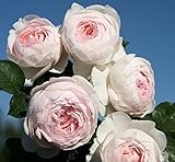 バラ苗 クリスティアーナ 国産大苗裸苗　つるバラ（CL） 四季咲き アンティークタイプ 淡桃（ピンク）系