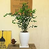 観葉植物：フィカス　ベンジャミン　バロック陶器鉢(受け皿付き)*べんじゃみん　バロック