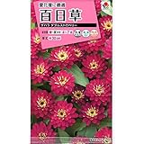 タキイ　百日草・ザハラ　ダブルストロベリー　1袋（約20粒）　華やかな大輪の八重咲きタイプ！