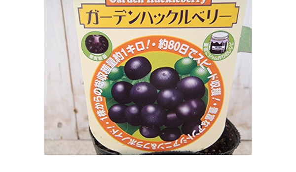 Amazon 約80日でスピード収穫 ガーデンハックルベリー ワンダーベリー ナス科 アントシアニン フラボノイド 観葉植物 オンライン通販