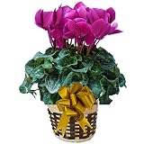 【 発送中 】 さかもと園芸　達人のシクラメン　【 パステルベートーベン 】　花鉢植え　ギフト　プレゼント　贈答品　クリスマス　お歳暮