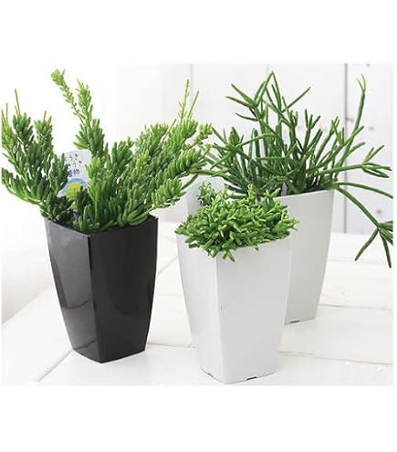 Amazon｜リプサリス 9種類から選べる サボテン 多肉植物 3号 吊り鉢