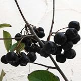 アロニア（チョコベリー）4.5号ポット[花・実・紅葉が楽しめる花木] ノーブランド品