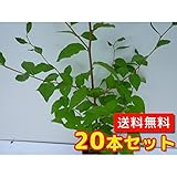 【ノーブランド品】 エノキ 樹高1.0m前後 12cmポット 【20本セット】