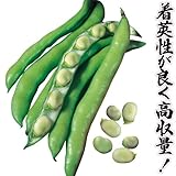 国華園　野菜たね　マメ　ソラマメ　イタリアンファーベ　1袋(40ml入)【※発送が国華園からの場合のみ正規品です】