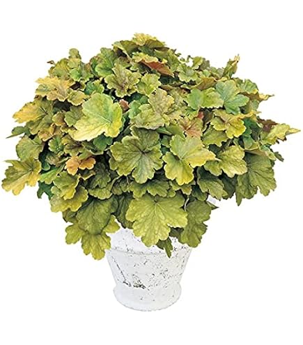 Amazon｜izumirose、商標登録種、バラ、パシュミナ、7号大苗｜観葉植物