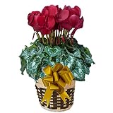 【 発送中 】 さかもと園芸　達人のシクラメン　【 パステルディープレッド 】　花鉢植え　ギフト　プレゼント　贈答品　クリスマス　お歳暮