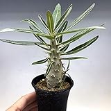 Amazon Osユーフォルビア ホリダ Ver Noorsveldensis ノースベルデンシス おもしろ多肉植物 観葉植物 オンライン通販