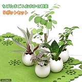 (観葉)私のオアシス ～心おどるたまごチビ～ ミニ観葉(5鉢)(作成セット) 本州・四国限定[生体]